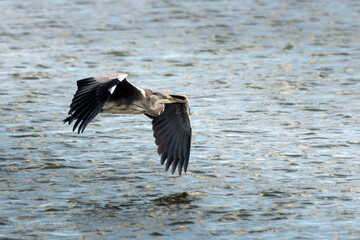 Grey Heron in flight low over water