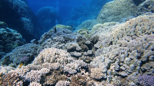 Buntes Korallenriff im Roten Meer in Ägypten mit Korallen und Fischen