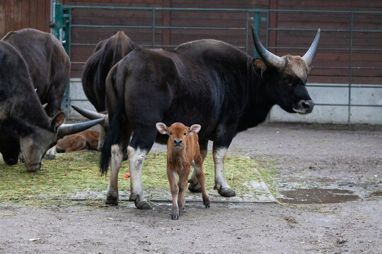 gayal (Bos frontalis), Drung ox mithun