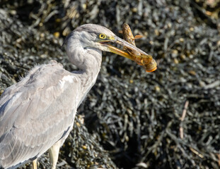 Juvenile grey heron catching a butterfish in its beak at the water's edge of a harbour 