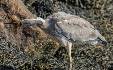 Juvenile grey heron catching a butterfish in its beak at the water's edge of a harbour 