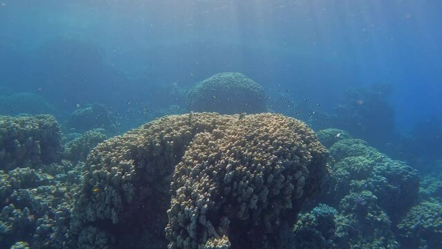 Korallenriff im Roten Meer in Ägypten mit Sonnenstrahlen