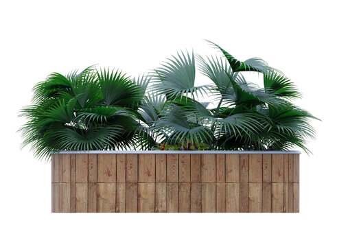 small palm in circle wooden planter