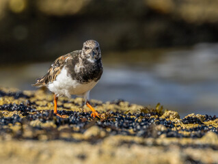 Well camouflaged turnstone sea bird on the coast on shell encrusted rocks