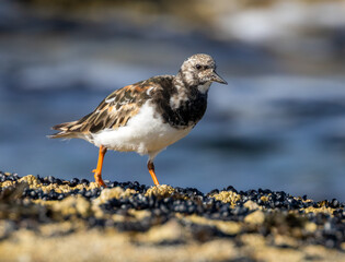 Well camouflaged turnstone sea bird on the coast on shell encrusted rocks