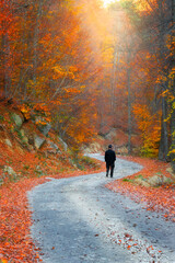 Autumn colors. Colorful image of tree leaves in autumn.