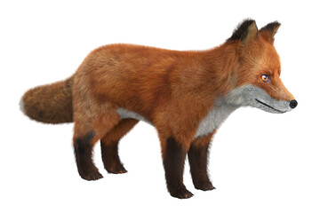 Red Fox Isolated - 645513721