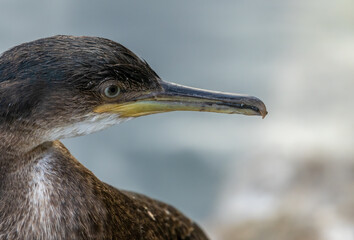 Shag seabird sitting on the steps of a harbour resting beside the clear water in the sunshine