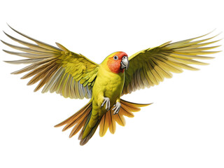 Fototapeta premium No Background: Kakariki Mid-Flutter