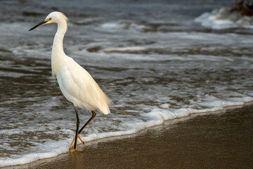Snow Egret on the edge of the Pacific in San Diego