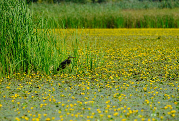 Purple heron (Ardea purpurea) surrounded by lots of Fringed Water-lilies flowers and reed on a lake