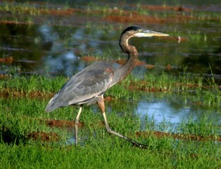 Great Blue Heron in Marsh