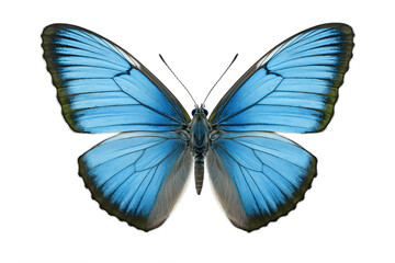 Eastern Tailed-Blue Butterfly Isolated on Transparent Background. Generative AI.