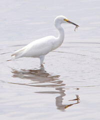 Snowy Egret dining al fresco in the Mattapoisett River Estuary, Massachusetts
