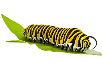 Monarch Caterpillar Isolated on Transparent Background. Generative AI