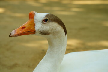 さいたま、大崎公園、こどもどうぶつえん、やぎ、鳥、鹿、看板、埼玉県、日本、動物、動物園、ふれあい、触れる、子供、休憩、可愛い、鶏、ヤギ、しか、シカ