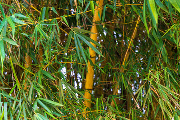 Naklejka na ściany i meble green bamboo leaves. Fresh, green bamboo leaf