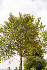 Green grapefruit growing on tree