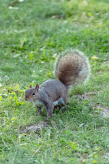 Squirrel on grass.