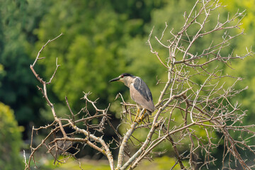 The black-crowned night heron (Nycticorax nycticorax)