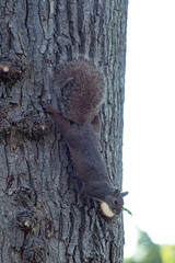 Squirrel walking down on a tree.
