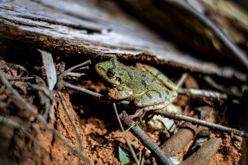 Raspa-Cuia (Scinax fuscovarius)