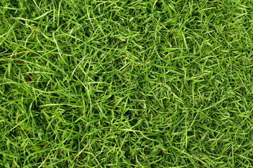 green grass leaves