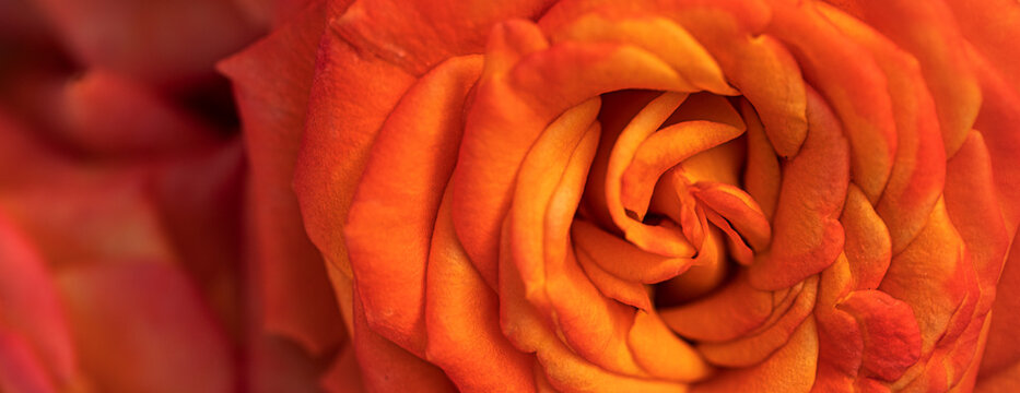 Nature's Elegance: The Textured Beauty of a Rose