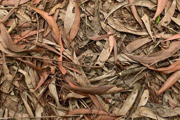fallen leaves on the ground