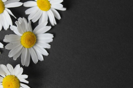 White and yellow chamomile flowers close-up on black fne with space for copyspace text. Floral background of wild daisies. Medicinal herbs, useful plants, summer flowers