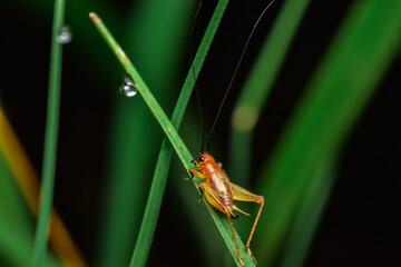 close-up photo of insect revealing little details that cannot be seen with the naked eye Insects are invertebrates, some with wings and some without. There are both small and large.