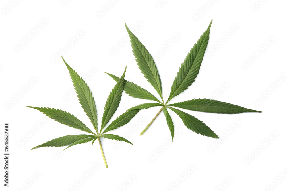 Wall mural fresh green hemp leaves isolated on white, top view