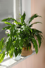Beautiful spathiphyllum in pots on windowsill indoors. House decor