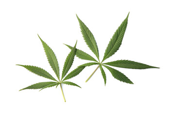 Fresh green hemp leaves isolated on white, top view