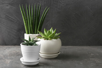 Beautiful succulent plants in pots on light gray textured table, space for text