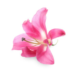 Beautiful pink lily flower isolated on white