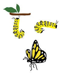 The Butterfly Life cycle vector. Butterfly developmental process