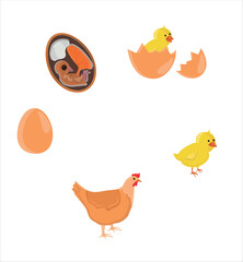The Chicken Lifecycle vector. Developmental process of chicken illustration