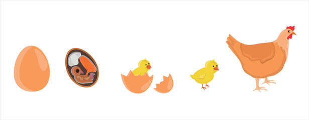 The Chicken Lifecycle vector. Developmental process of chicken illustration