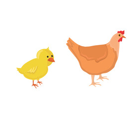 Chicken vector illustration. Hand drawing chicken, chick vector