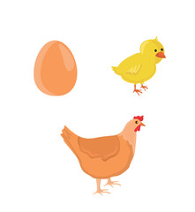 The Chicken Lifecycle vector. Developmental process of chicken illustration