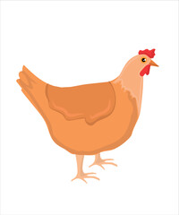 Chicken vector illustration. Hand drawing chicken, chick vector