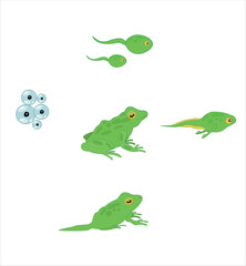 The Frog Life cycle vector. Developmental process of frog 