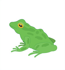 Frog vector. Hand drawing frog illustration