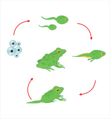The Frog Life cycle vector. Developmental process of frog 