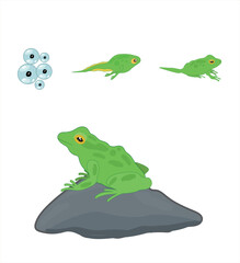 The Frog Life cycle vector. Developmental process of frog 