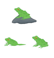 The Frog Life cycle vector. Developmental process of frog 