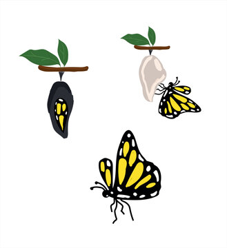 The Butterfly Life cycle vector. Butterfly developmental process