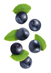 Many fresh ripe blueberries and green leaves flying on white background