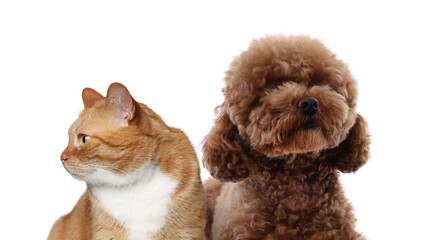 Red cat and Maltipoo on white background. Cute pets